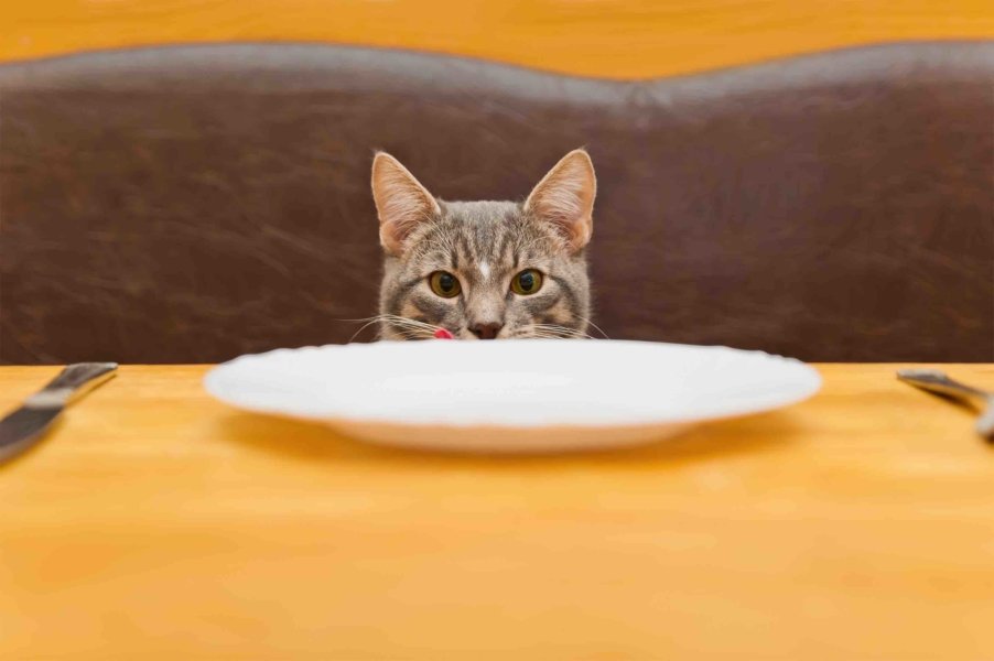 Tabby cat at the dinner table in front of an empty plate