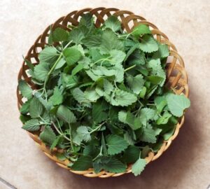 fresh bowl of catnip