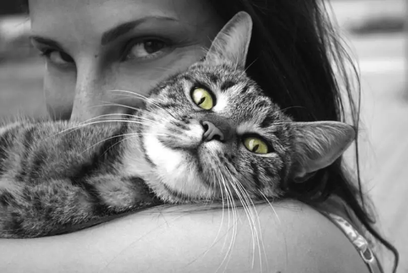 cat offering love and affection to a woman as a sign of emotional support 