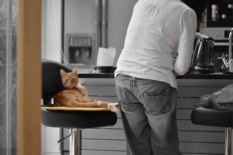 orange cat on a chair next to a woman standing by to offer emotional and moral support
