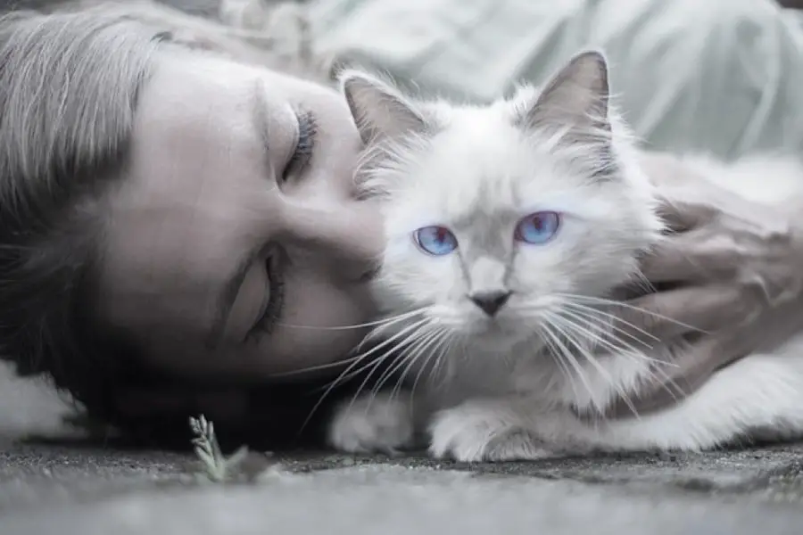 cat providing stress relief and emotional support to her loving pet parent