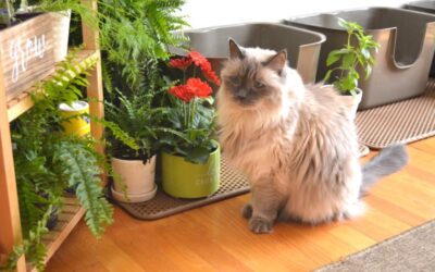 DIY INDOOR LITTER CAT GARDEN SANCTUARY