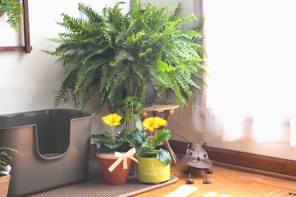 Right-side view: Garden stool with large Boston fern, gerbera daisies, and a small cat statue