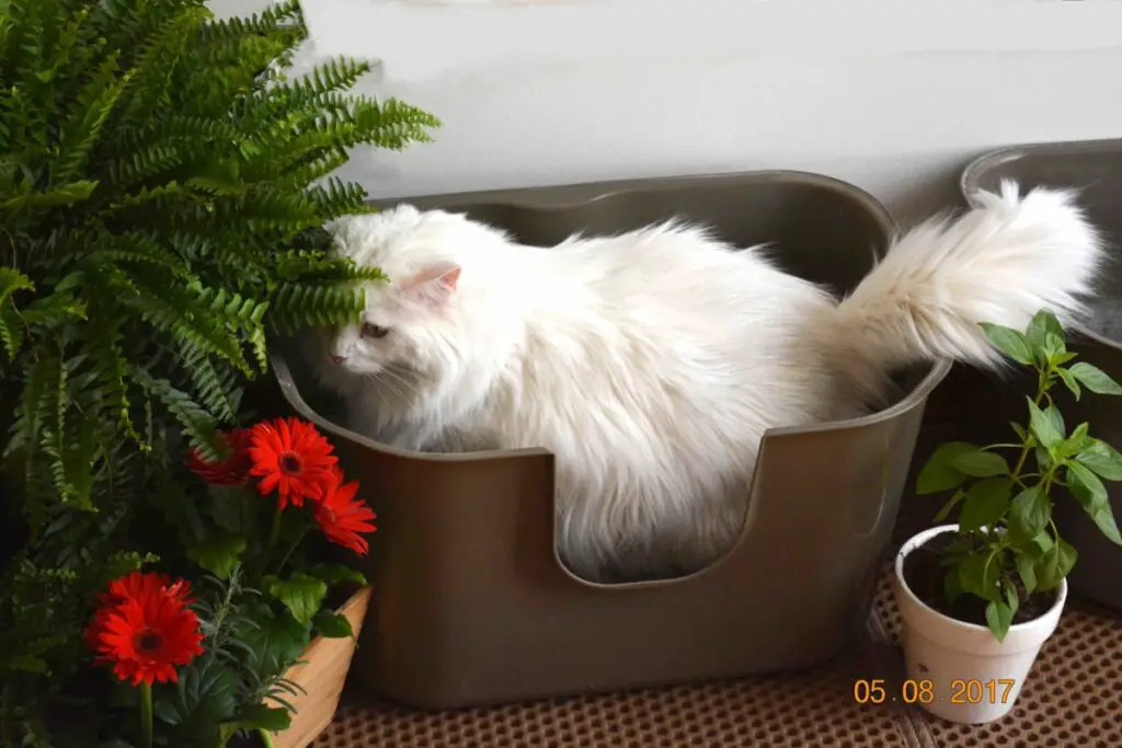 Jady trying out the new indoor litter garden. She loves it!