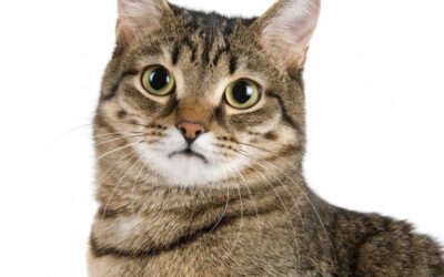 12 CAT BREEDS THAT LIVE THE LONGEST