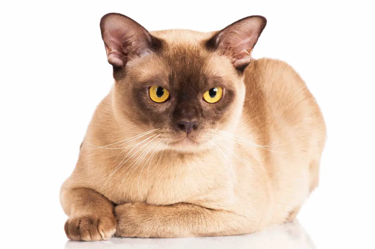 Burmese Cat