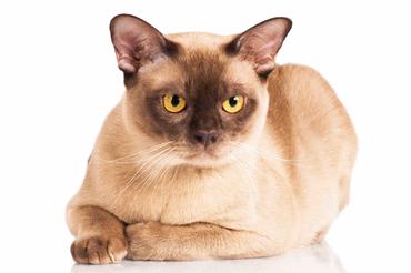 are burmese cats like dogs