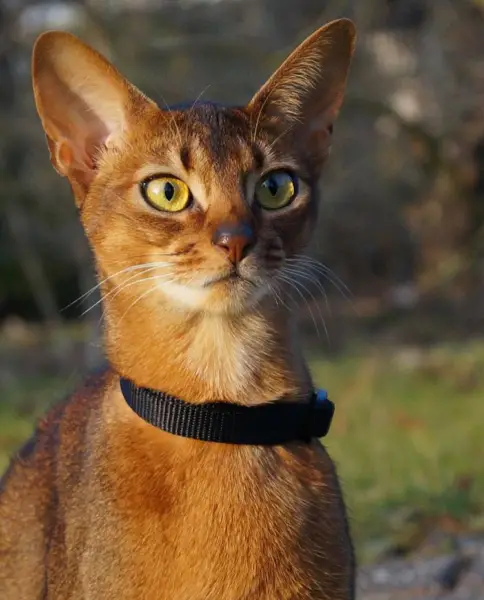Abyssinian cat aby.licious