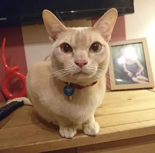 Jasper Cream Burmese Cat