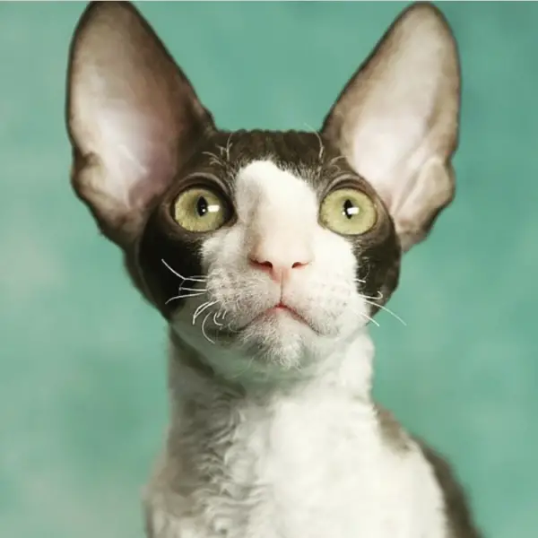 Edwin the Cornish Rex Cat of crx.ru