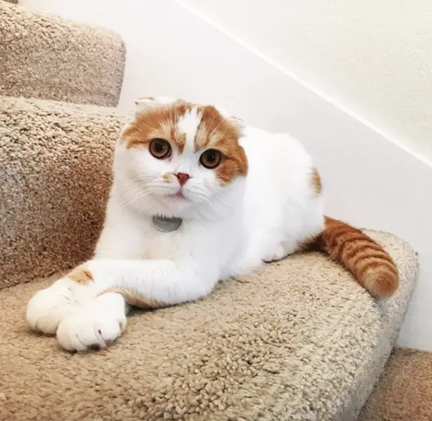 Teddy, a Scottish Fold Cat via teddyscottishfold