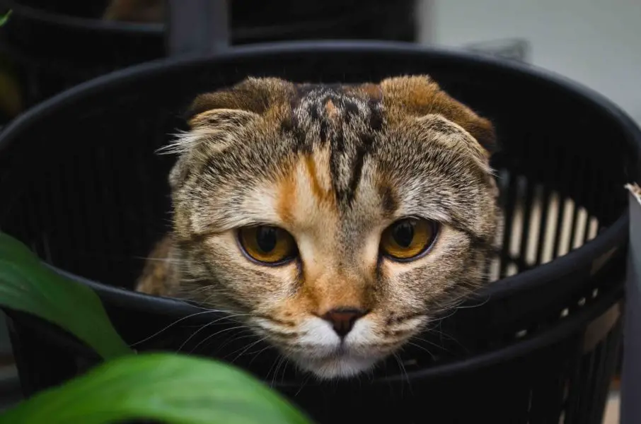 scottish fold cat in a bucket