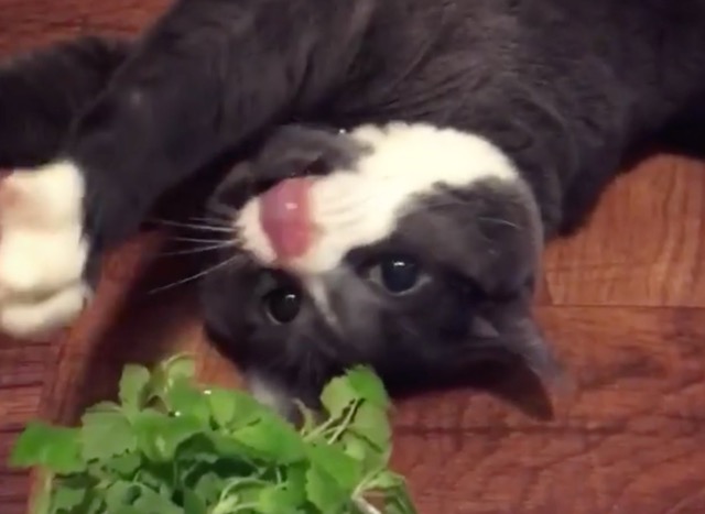 cat enjoy catnip on World Catnip Awareness Day