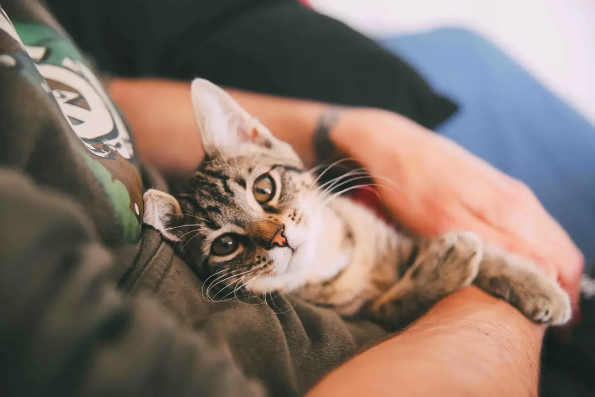 help local cats by cuddling with shelter cats