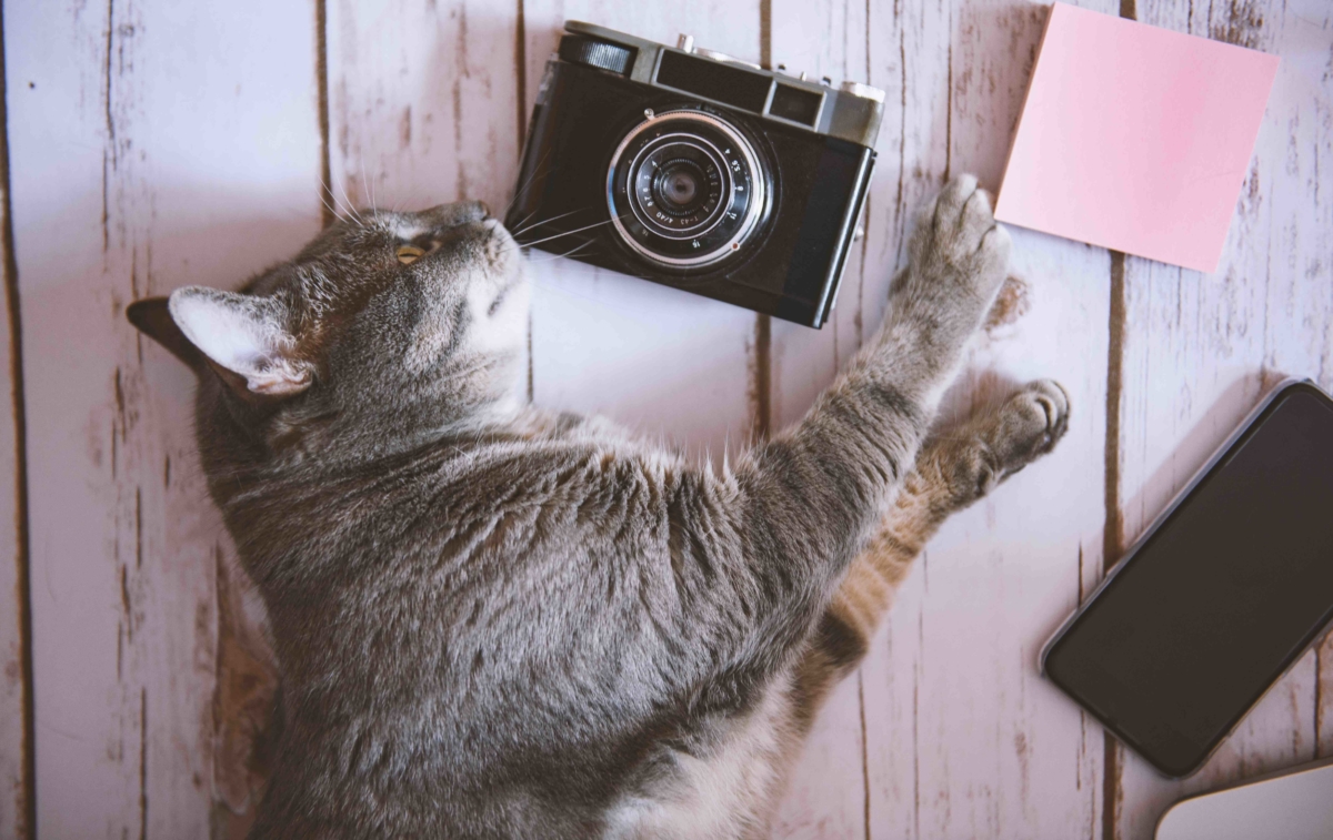 help local cats through photography
