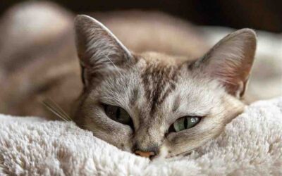 6 FREE AND EASY WAYS TO HELP CATS ON A LOCAL LEVEL