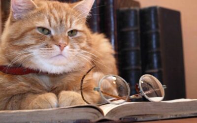 6 SMARTEST CAT BREEDS