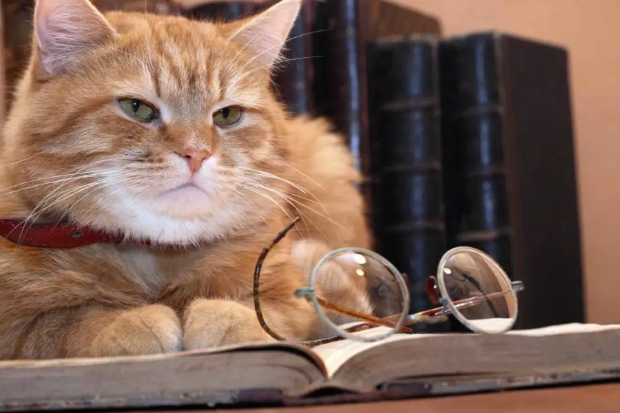 Smartest Cat Breeds orange tabby cat reading book with a pair of glasses