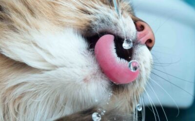 DO CATS REALLY HATE WATER?