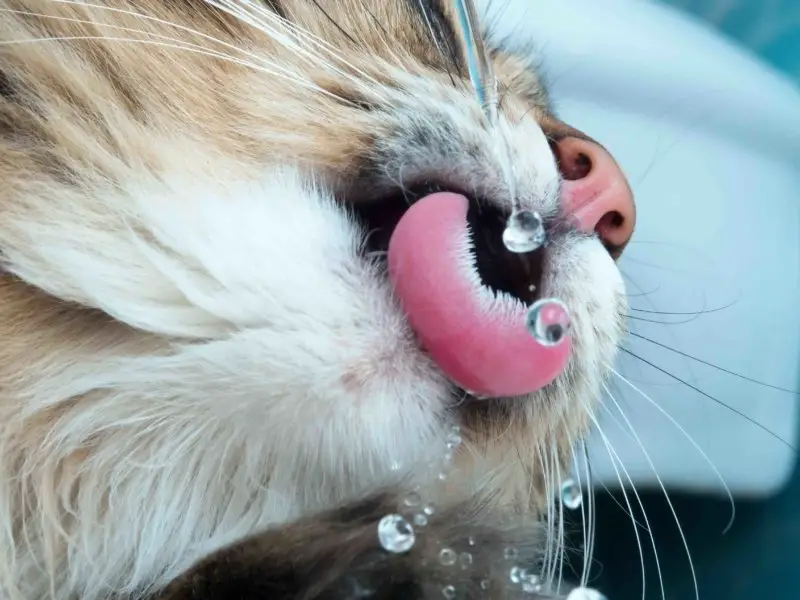 cat drinking water from faucet