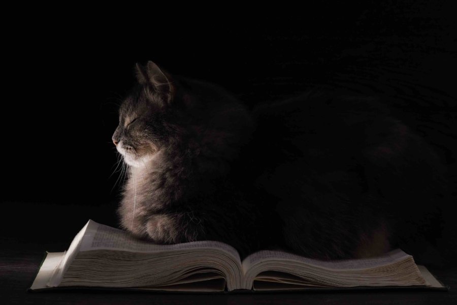 Cats sitting on a book