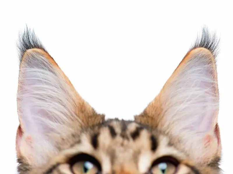 Cat ears macro