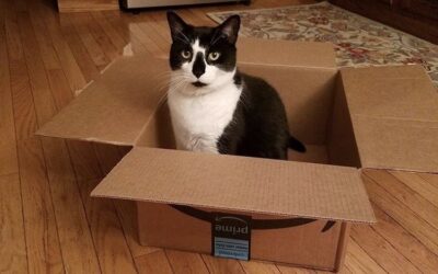 CATS WILD ABOUT AMAZON PRIME DAY