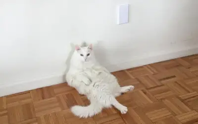 KNOX THE WALL-SITTING CAT