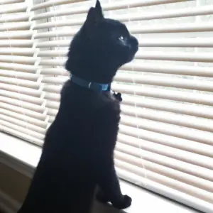 shadow the PR black cat looking out window