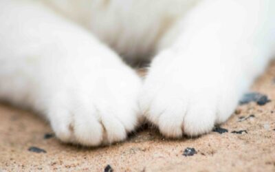 BEHAVIOR PROBLEMS AND PHANTOM PAIN IN DECLAWED CATS