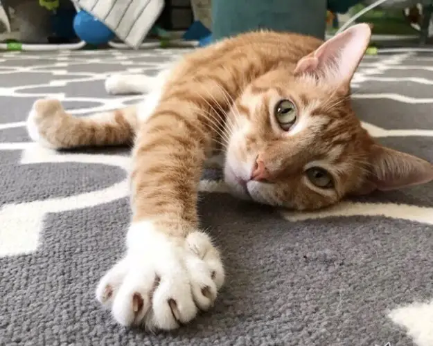 City the Kitty stretching on gray rug