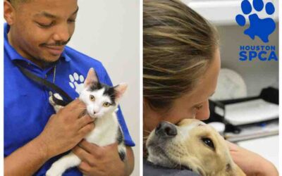 ANIMAL RESCUE CONTACTS FOR HURRICANE HARVEY