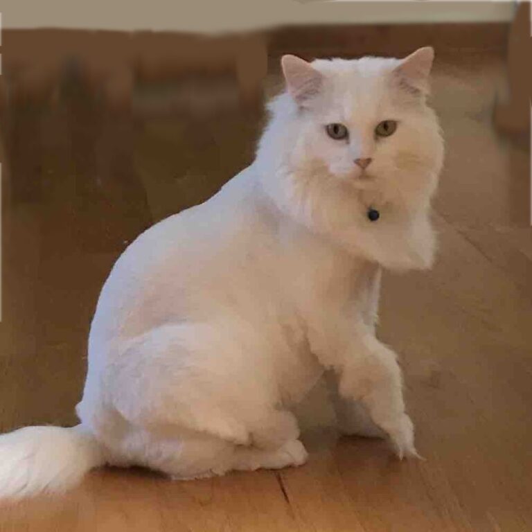 BEHAVIOR PROBLEMS AND PHANTOM PAIN IN DECLAWED CATS The Catnip Times