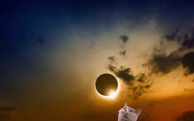 HOW THE SOLAR ECLIPSE CAN AFFECT YOUR PETS
