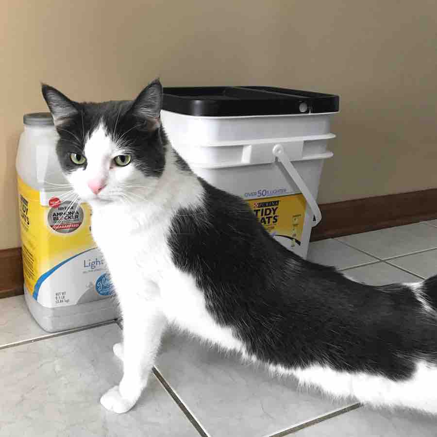 Princess A posing in front of cat litter