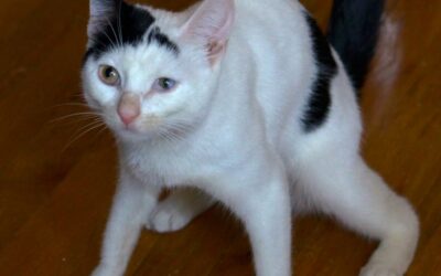 CEREBELLAR HYPOPLASIA IN CATS