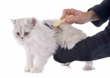 HOW TO CARE FOR A LONG-HAIRED CAT | The Catnip Times