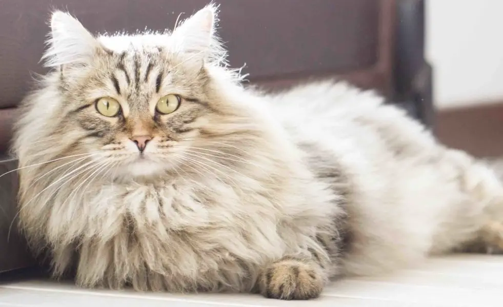 Long haired tabby cat