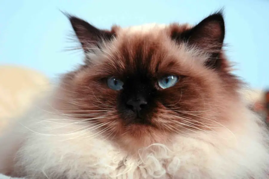 Himalayan cat