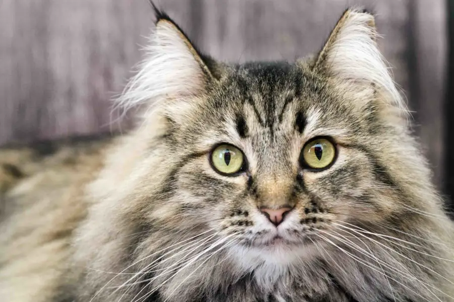 long haired tabby cat with fluffy ears