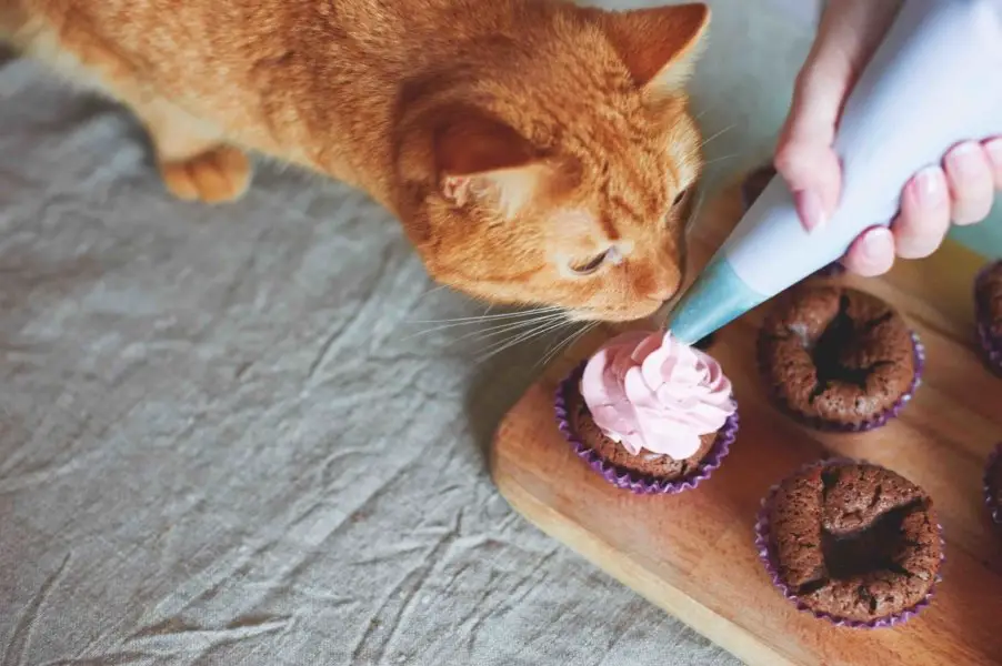 ginger cat sniffing a cupcake for his birthday