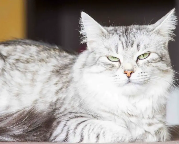 Siberian cats