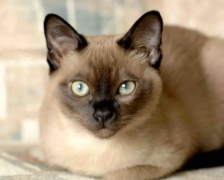 Burmese cats