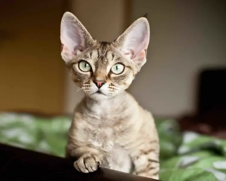 Devon Rex Cat