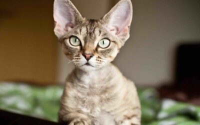 7 MOST PLAYFUL CAT BREEDS