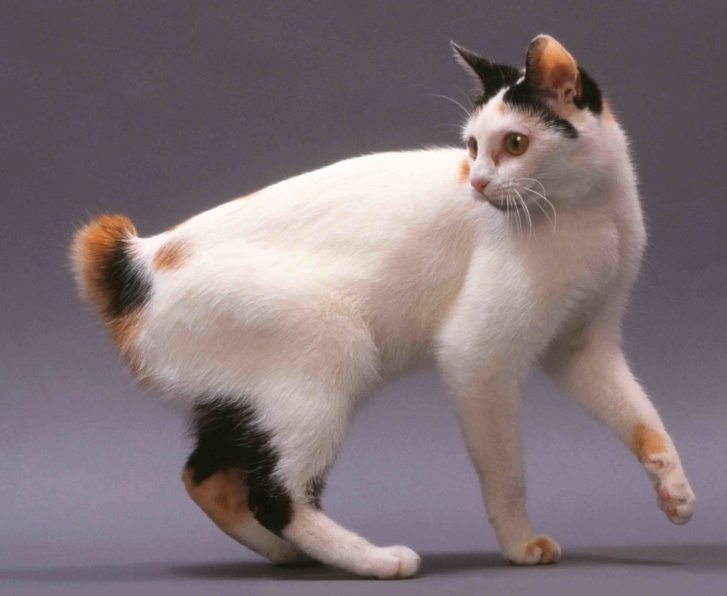 Japanese Bobtail Cats