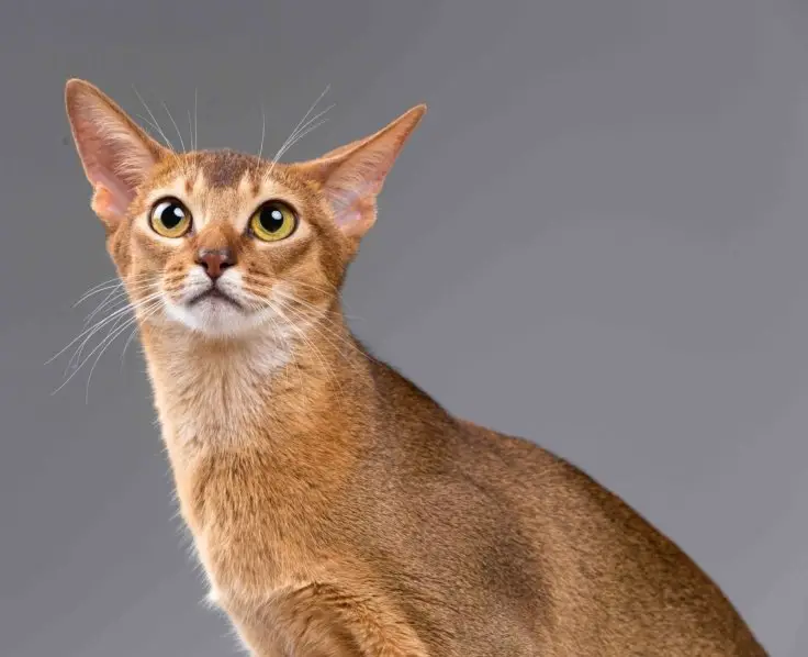 Abyssinian cats