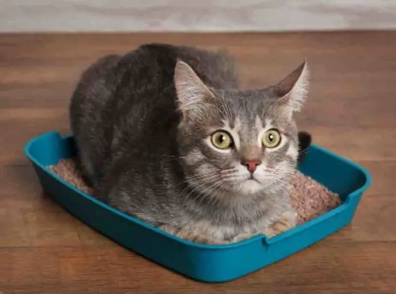 Gray cat in litter box with Feline Lower Urinary Tract Disease
