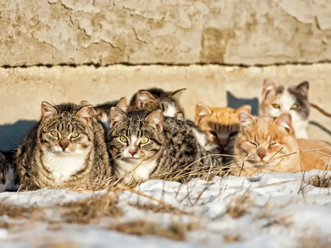 A group of feral cats huddled together to keep warm, near the wall of an old abandoned home . Taken during -20C weather.