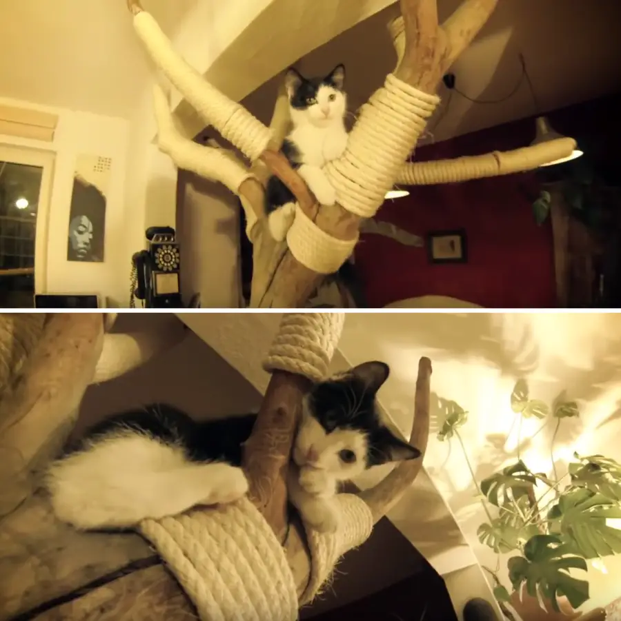 Indoor-Cat-Jungle-Tree for cats